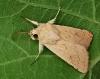 Mythimna vitellina